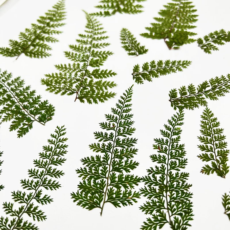 100Pcs Natural Rain Fern Leaf  - Resin Art Baby review and price