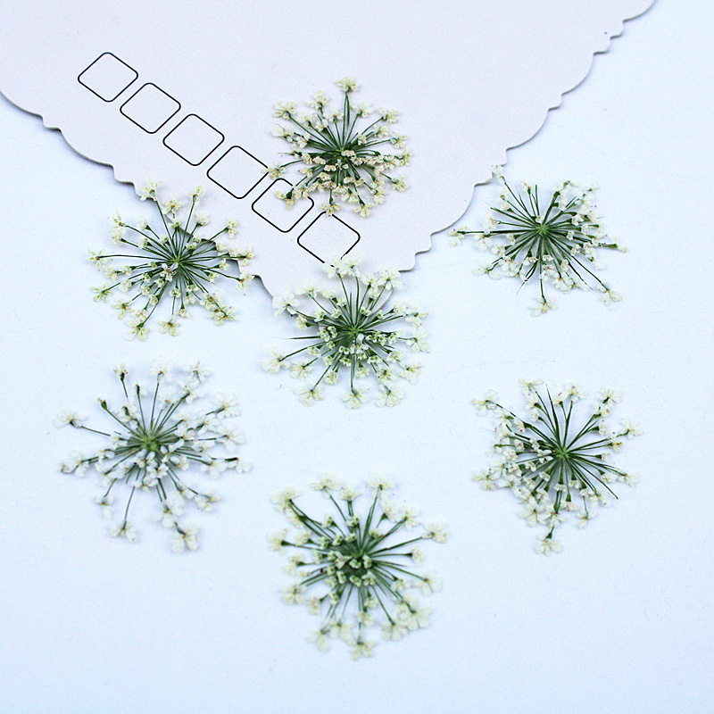 500pcs Lace Flowers Dried Flow - Resin Art Baby review and price